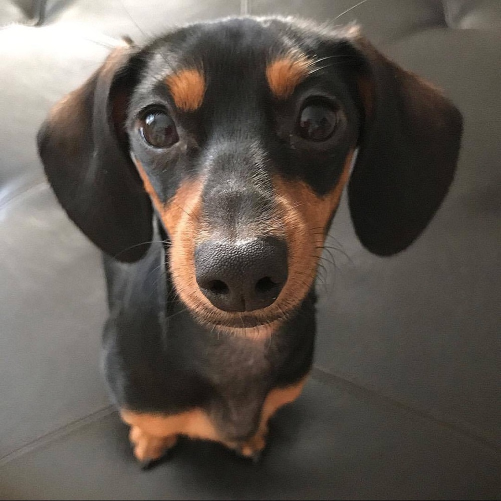 Meet your Posher, Darla